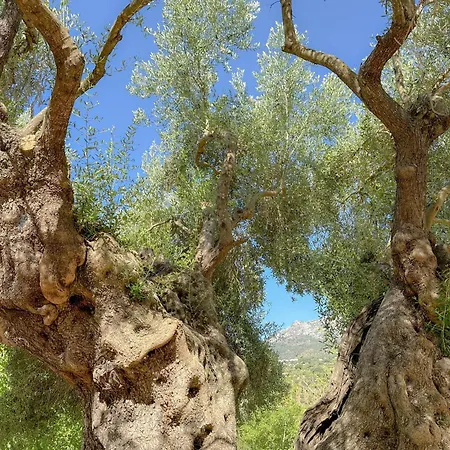 Rural La Torre By Hacienda Alfacara 别墅 Benadalid